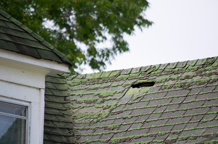 mold roof